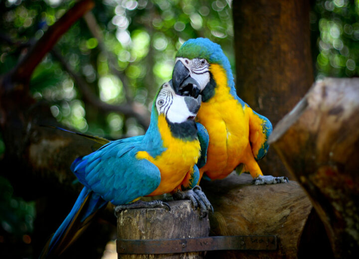 Explore Foz: Conheça o Exótico Parque das Aves